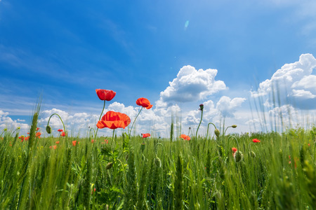 bright day red poppies on green field / wild flowers natural beautyの写真素材