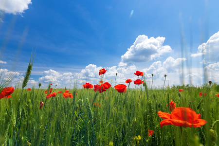 bright day red poppies on green field / wild flowers natural beautyの写真素材