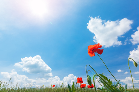 bright day red poppies close-up / wild flowers early summerの写真素材