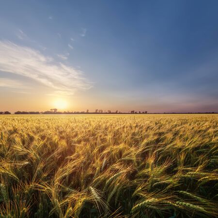 colorful sunset fields Ukraine / wheat field ripening periodの写真素材