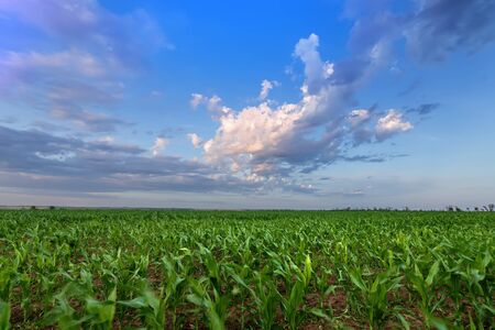 a corn field just after sunset / bright summer photo field of Ukraineの写真素材