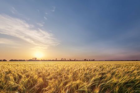 colorful sunset fields Ukraine / wheat field ripening periodの写真素材
