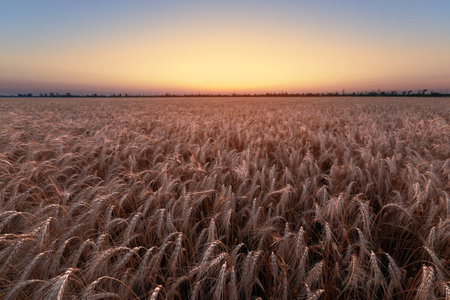 colorful sunset fields Ukraine / wheat field ripening period