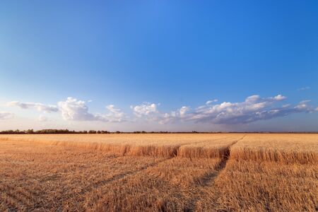 the wheat field the colors of paints / the nature of the early summer just before sunsetの写真素材
