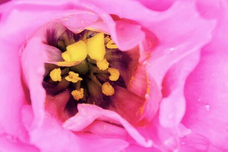 pink flower macro photo / background photoの写真素材