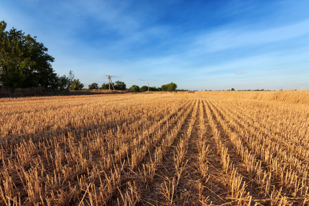 field after harvest / bright summer photo of the field of Ukraine