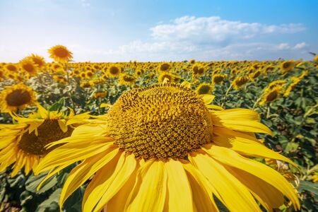 sunflower looking at the skyの写真素材