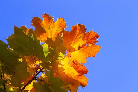 autumn maple leaves / background photos mid autumnの写真素材