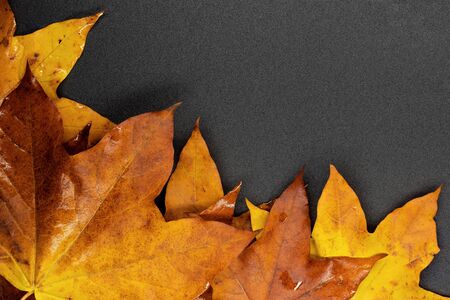 autumn maple leaves / background photosの写真素材