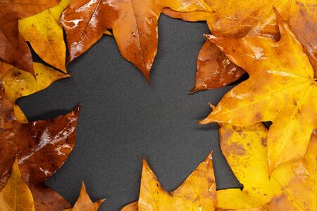 autumn maple leaves / background photosの写真素材