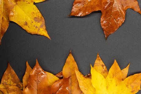 autumn maple leaves / background photosの写真素材