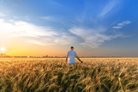 man standing on a field of wheat / evening landscape fields Ukraineの写真素材