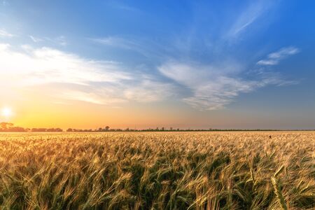 wheat at sunset evening photo / fields of Ukraine evening landscapeの写真素材
