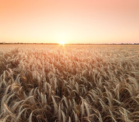 wheat at sunset evening photo / fields of Ukraine evening landscapeの写真素材