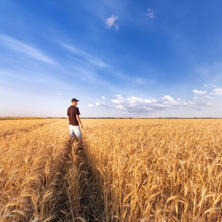 man standing on a field of wheat / evening landscape fields Ukraineの写真素材