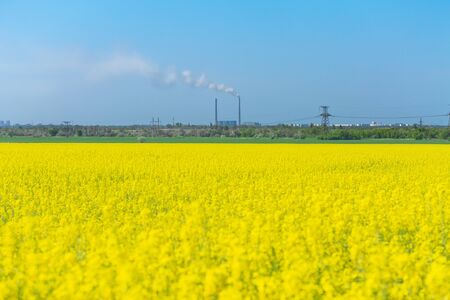 canola on the background of a working plant / field in Ukraine earlier in the summerの写真素材