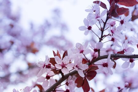 blooming fruit trees / blooming gardens close-upの写真素材