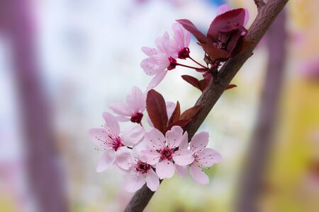 blooming fruit trees / blooming gardens close-upの写真素材