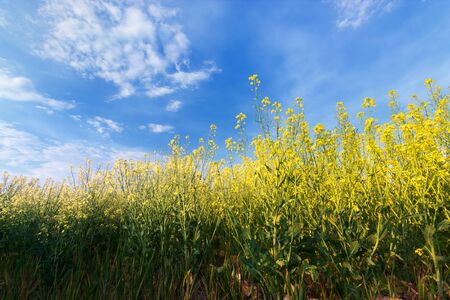 canola against the blue sky / bright landscape spring colorsの写真素材