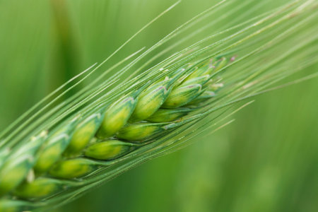 wheat ear macro photo / crop field agriculture