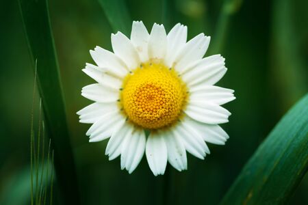 camomile macro photo / chamomile vole in its natural habitatの写真素材