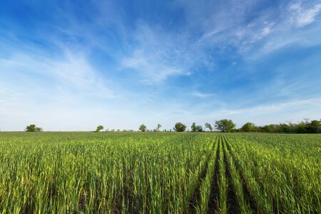 wheat field and bright cloudy sky / rural landscapesの写真素材