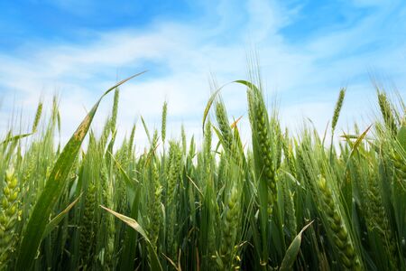 wheat ear macro photo / crop field agricultureの写真素材