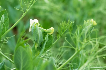field of peas agriculture / agriculture green peasの写真素材