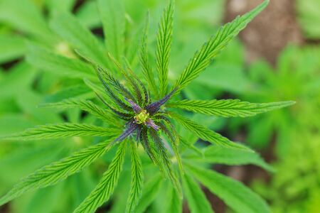 cannabis is a narcotic plant / small sprouts of cannabisの写真素材
