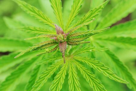 cannabis is a narcotic plant / small sprouts of cannabisの写真素材