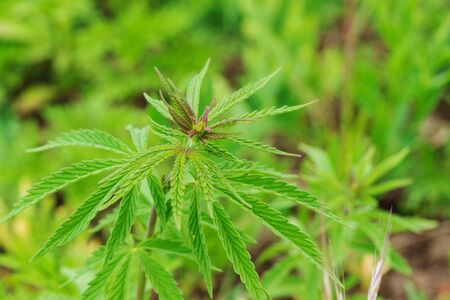 cannabis is a narcotic plant / small sprouts of cannabisの写真素材