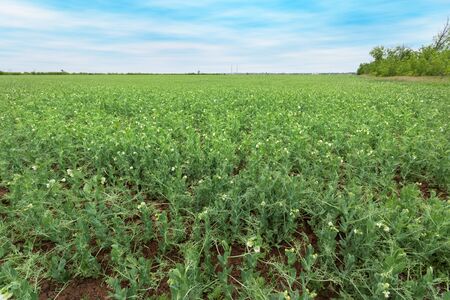 field of peas agriculture / agriculture green peasの写真素材