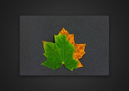 maple leaf on a grey background .  Passepartout background photoの写真素材