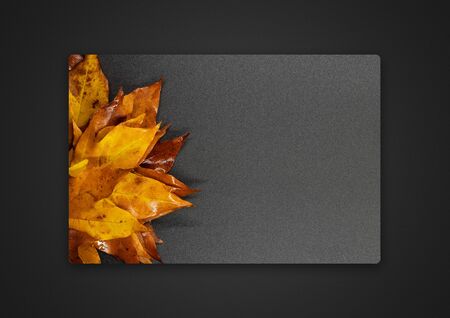 maple leaf on a grey background . Passepartout background photoの写真素材