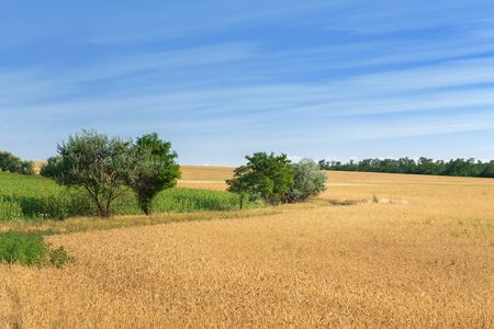 path among the fields / summer landscape looking for a plot in rural surroundingsの写真素材