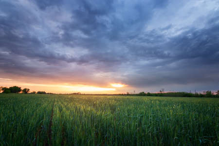 sunset on a green field / seeing the sun off the horizonの写真素材