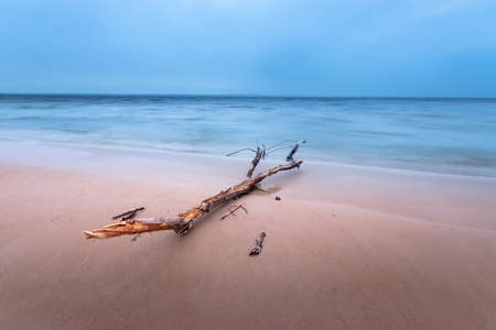 log lying on the shore / dawn on the shore early spring blue shadesの写真素材