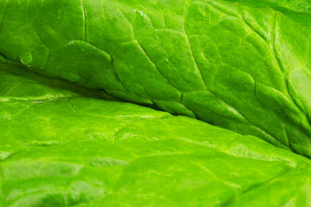 spinach macro photo, yakraya macro photo spinach saladの写真素材