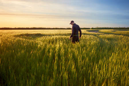 sunset on the field, a man standing on the field meets the sunsetの写真素材