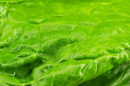 spinach macro photo, yakraya macro photo spinach saladの写真素材