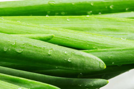 green onion macro, green onion feathers macro photoの写真素材