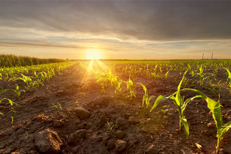 sunset on the field, agriculture rural landscape fields of ukraineの写真素材