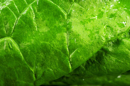 spinach macro photo, yakraya macro photo spinach saladの写真素材