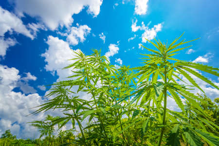 cannabis stretches into the sky / cannabis growing in the open airの写真素材