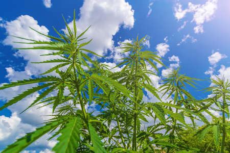 cannabis stretches into the sky / cannabis growing in the open airの写真素材
