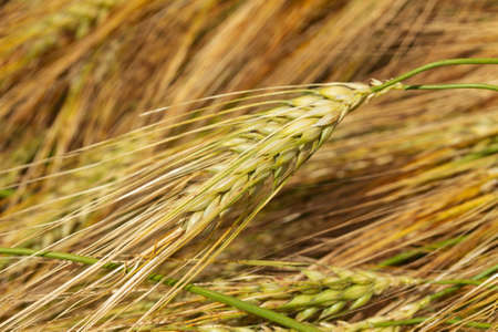 photo wheat close-up, fields of ukraine agricultureの写真素材