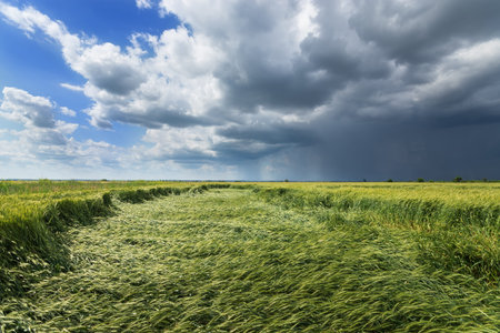 thunderstorm in a wheat field, summer landscape agriculture