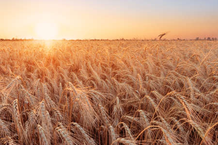 colorful sunset fields Ukraine / wheat field ripening periodの写真素材