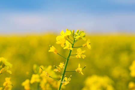photo canola field / bright hot summer day landscape in natureの写真素材