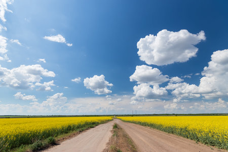 photo canola field / bright hot summer day landscape in nature